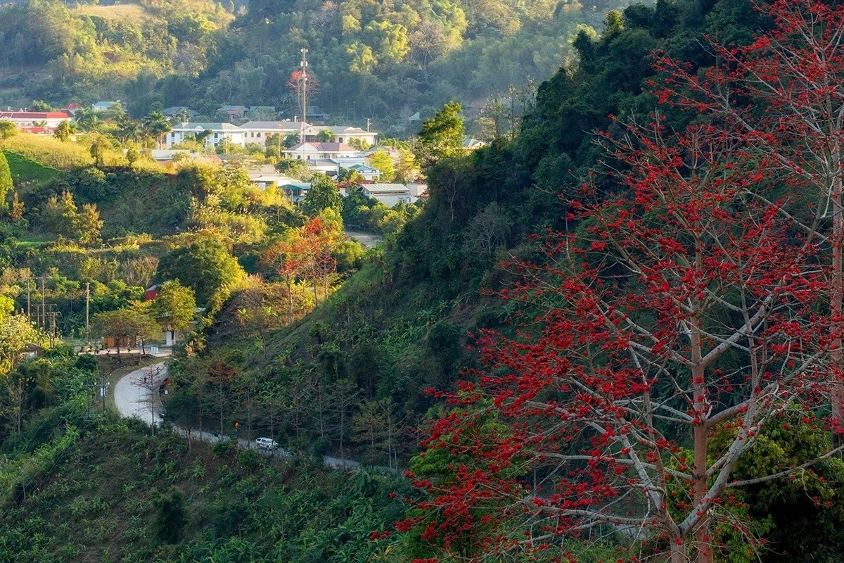 son la mountains ablaze with red silk-cotton blossoms picture 12
