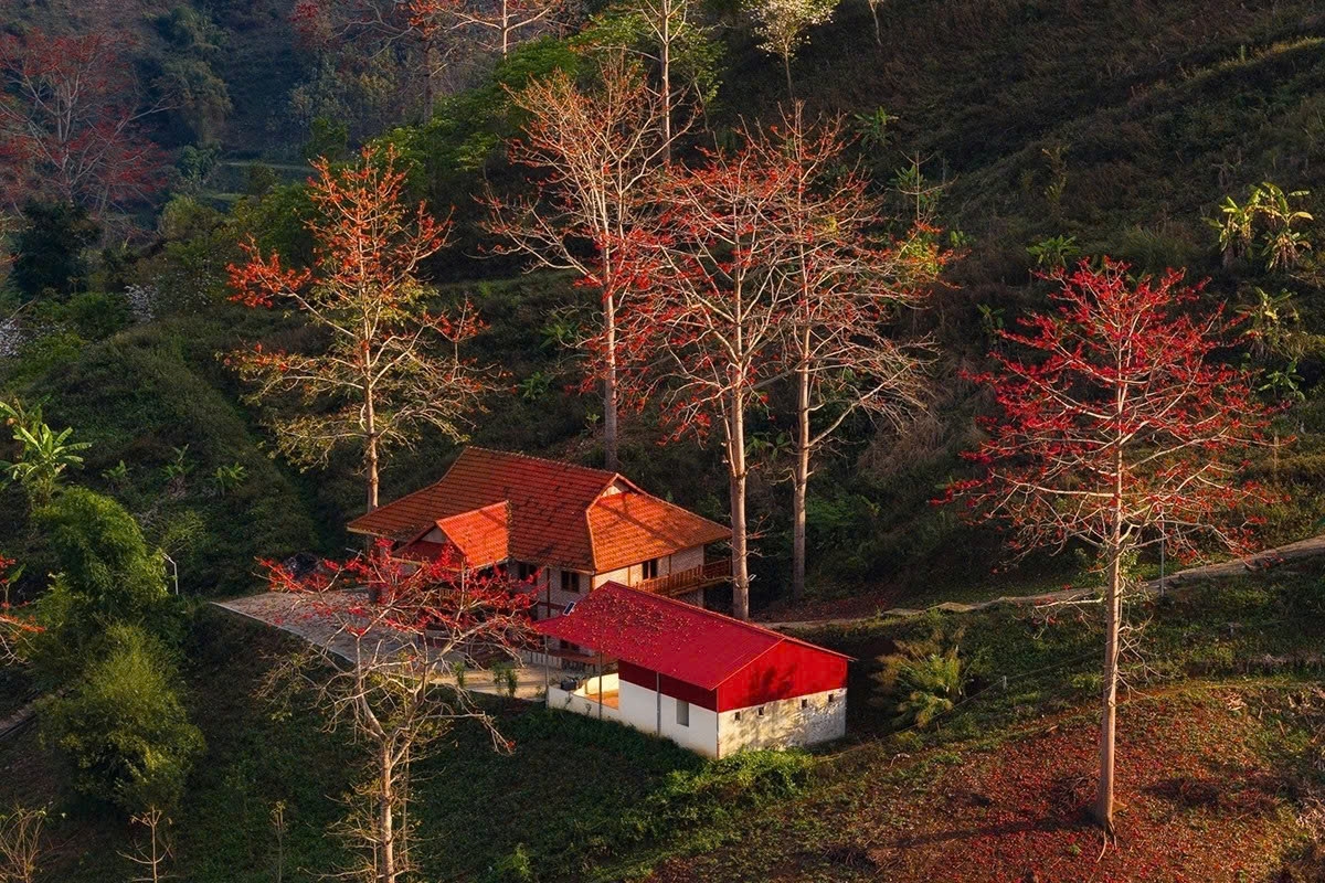 son la mountains ablaze with red silk-cotton blossoms picture 3