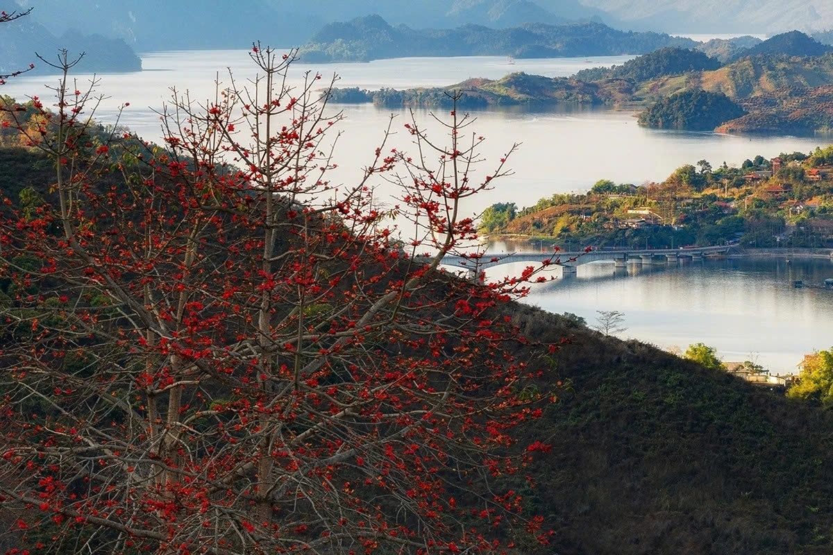 son la mountains ablaze with red silk-cotton blossoms picture 4