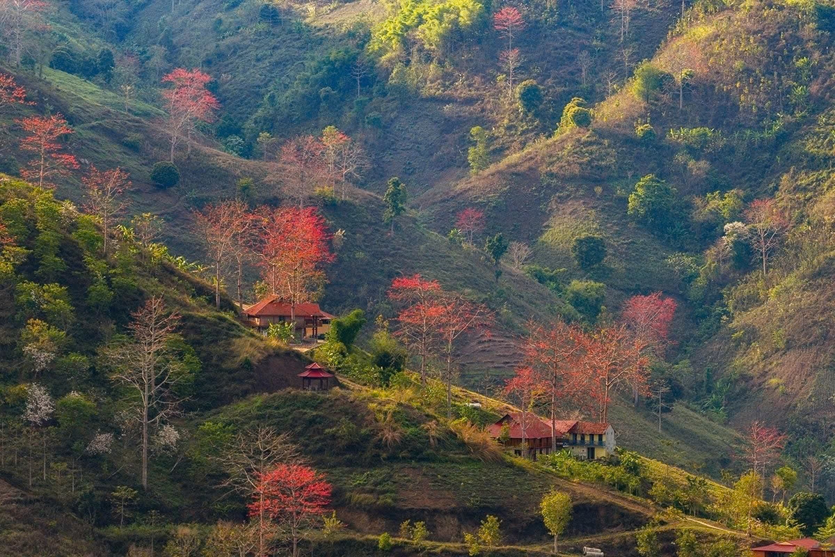 son la mountains ablaze with red silk-cotton blossoms picture 6