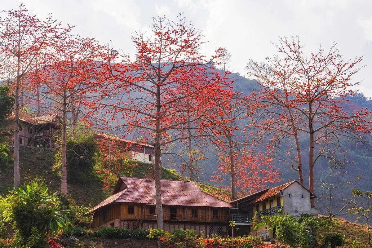 son la mountains ablaze with red silk-cotton blossoms picture 7
