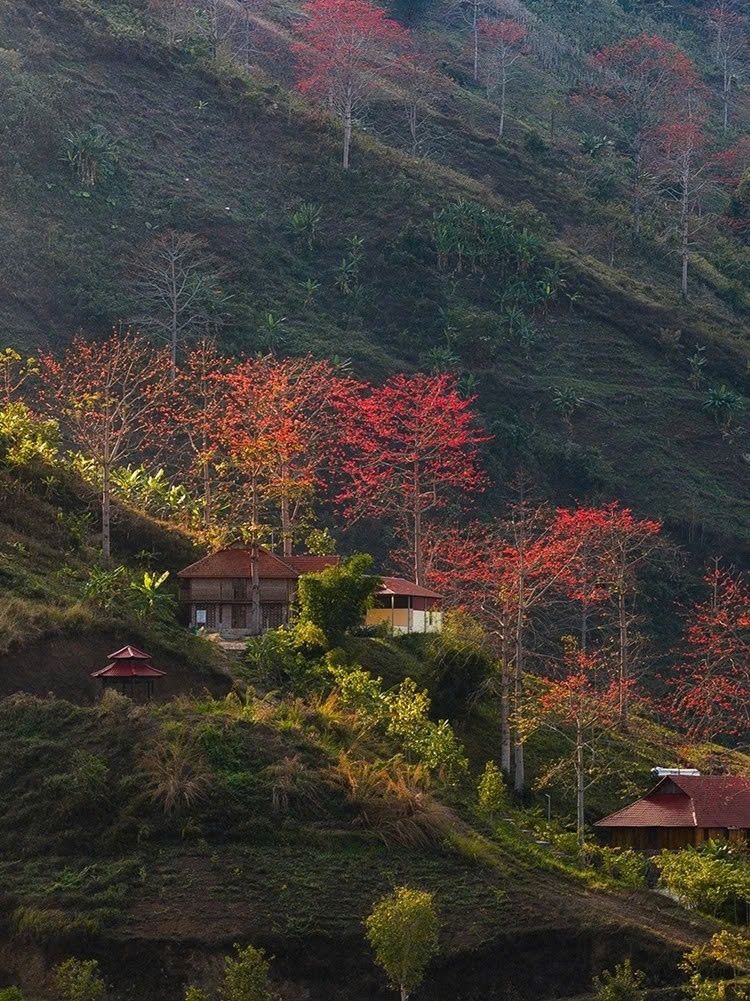 son la mountains ablaze with red silk-cotton blossoms picture 9