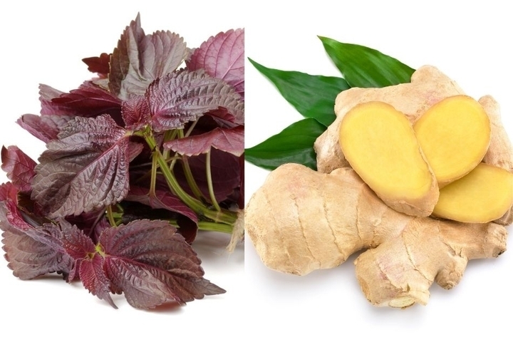 bai thuoc tu la tia to nau voi gung ai cung can biet hinh anh 1