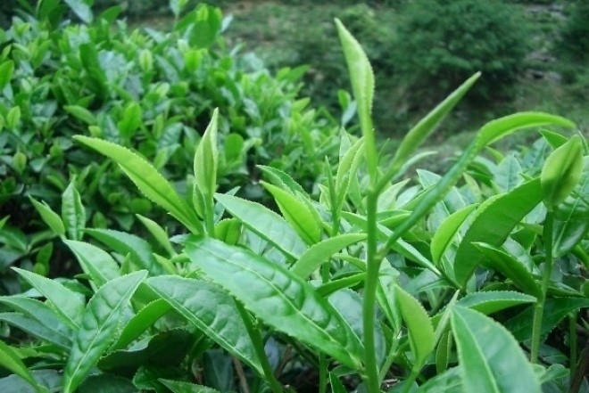 viet nam cay thuoc dai bo trong day vuon que, tot du duong ngua ca ung thu hinh anh 1