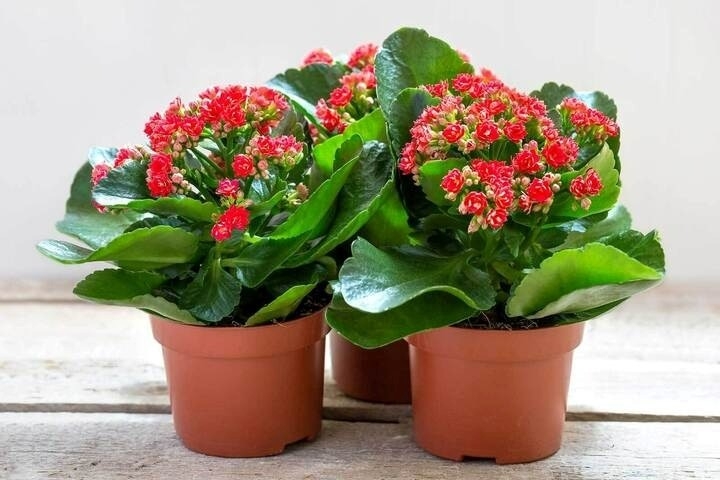 cay thuoc da nang cuc tot cho suc khoe, nhieu nguoi chua biet trong chi de ngam hinh anh 1