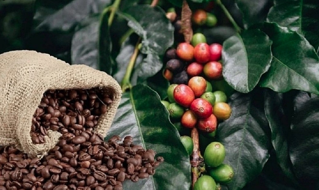 robusta dominates vietnam s coffee exports to japan despite price decline picture 1