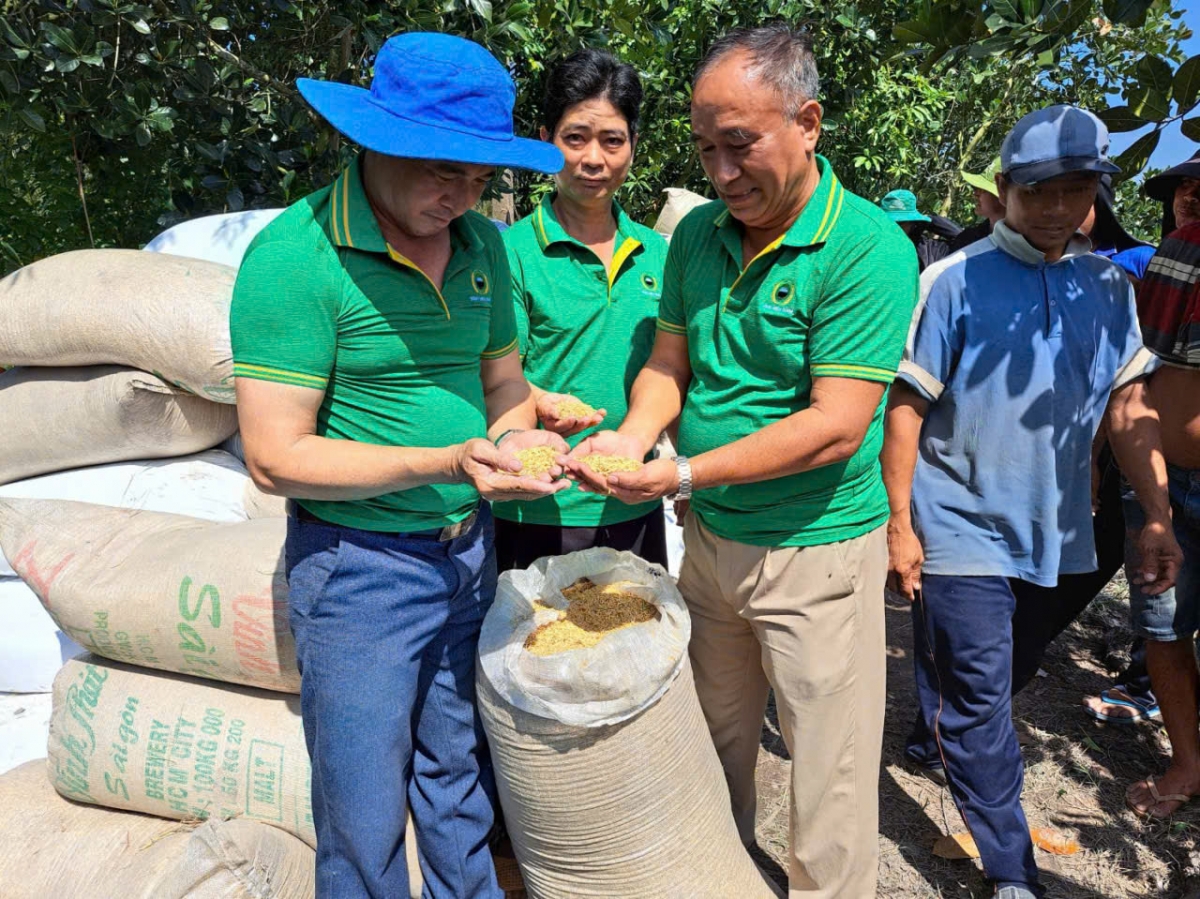 thi truong lua gao chua khoi sac, nong dan va doanh nghiep Dong thap gap kho khan hinh anh 4