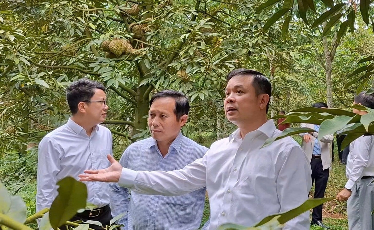 Đắk Lắk kiểm tra mô hình sầu riêng trái vụ, nêu vướng mắc về mã số vùng trồng