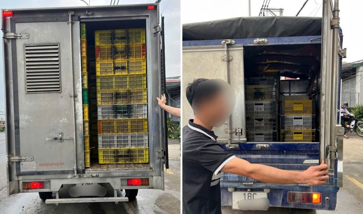 ha noi xu ly 4 xe cho gia cam giong khong dam bao ve sinh thu y hinh anh 2