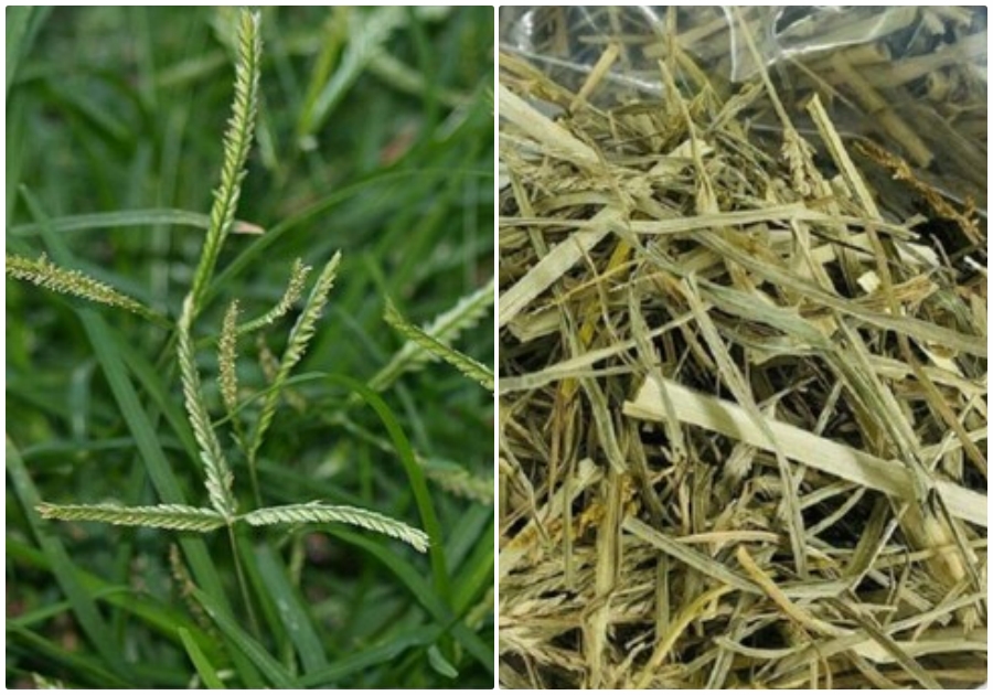 Cây thuốc dưỡng gan bổ thận không trồng vẫn mọc đầy vườn, hay bị nhầm là cỏ dại