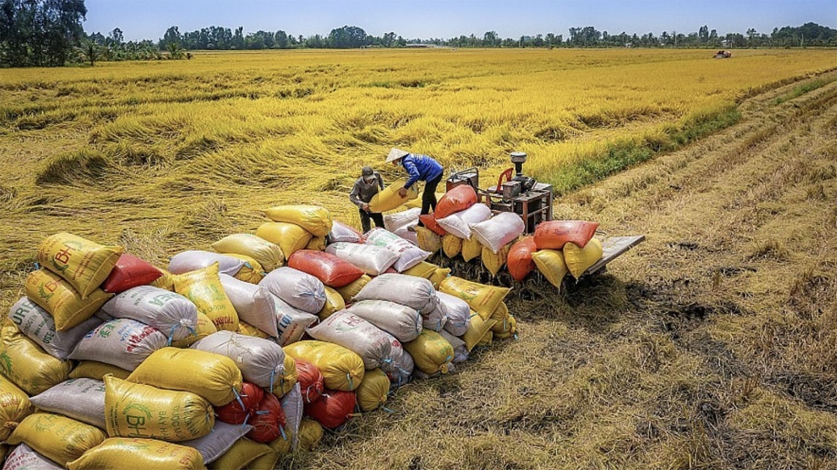 bo cong thuong ban hanh chi thi thuc day san xuat, xuat khau gao hinh anh 1