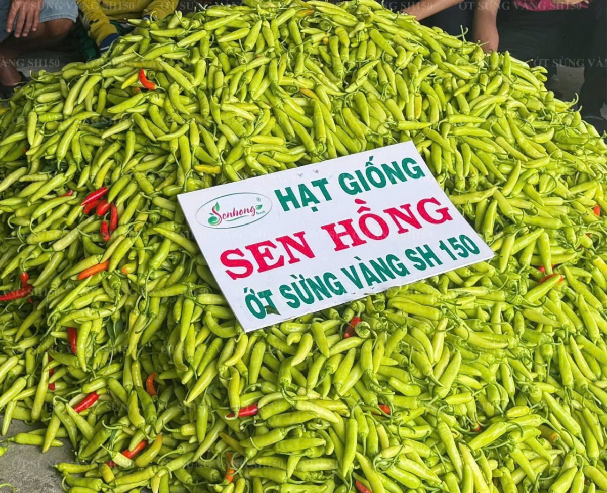 doanh nghiep Dong thap no luc giu nhip san xuat trong bao gia hinh anh 5