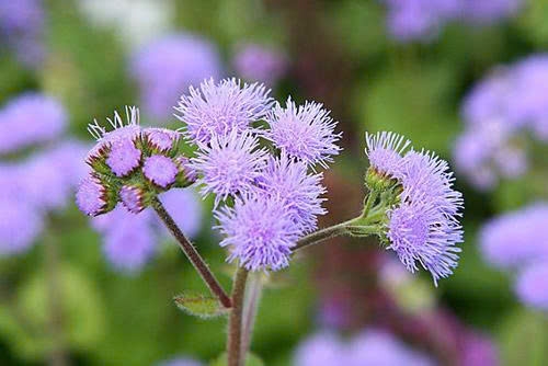 Hoa cứt lợn có thật sự chữa được viêm xoang? Sự thật ít người biết