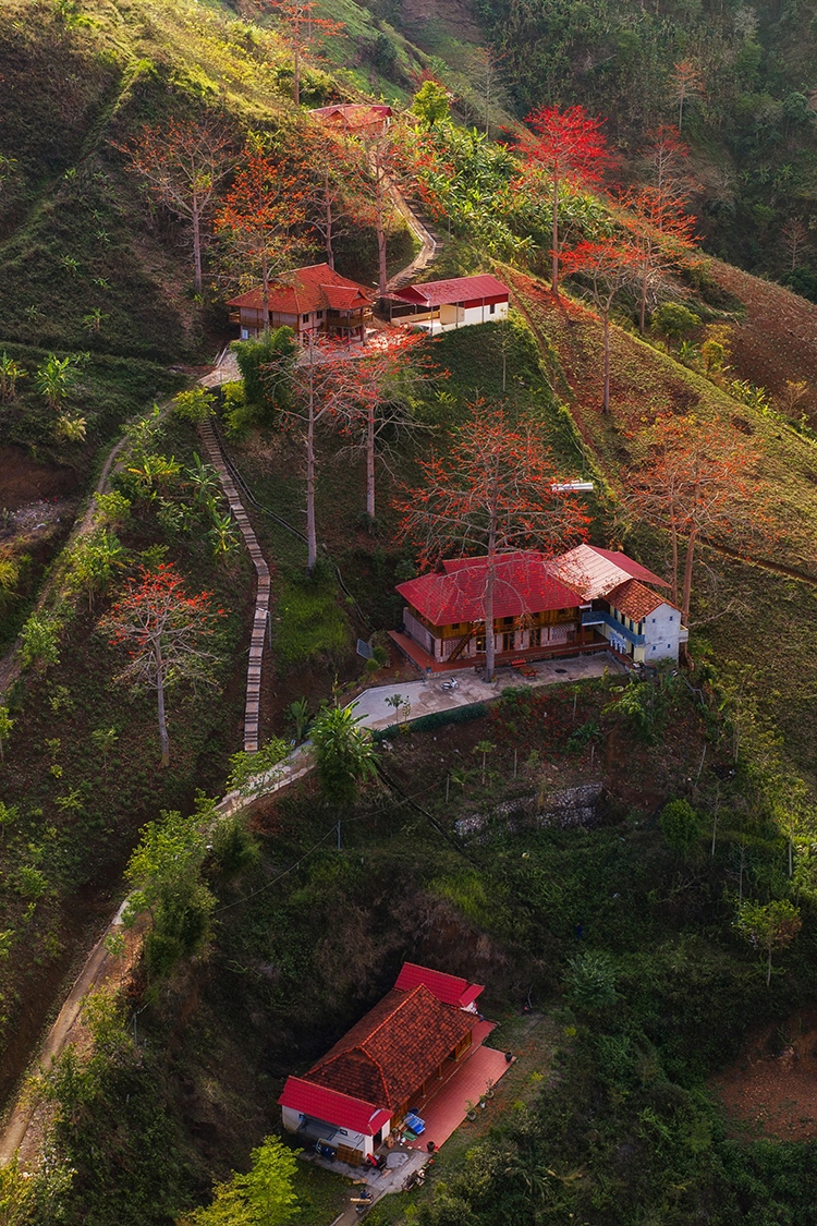 ngam hoa gao bung no do ruc giua nui rung son la hinh anh 11