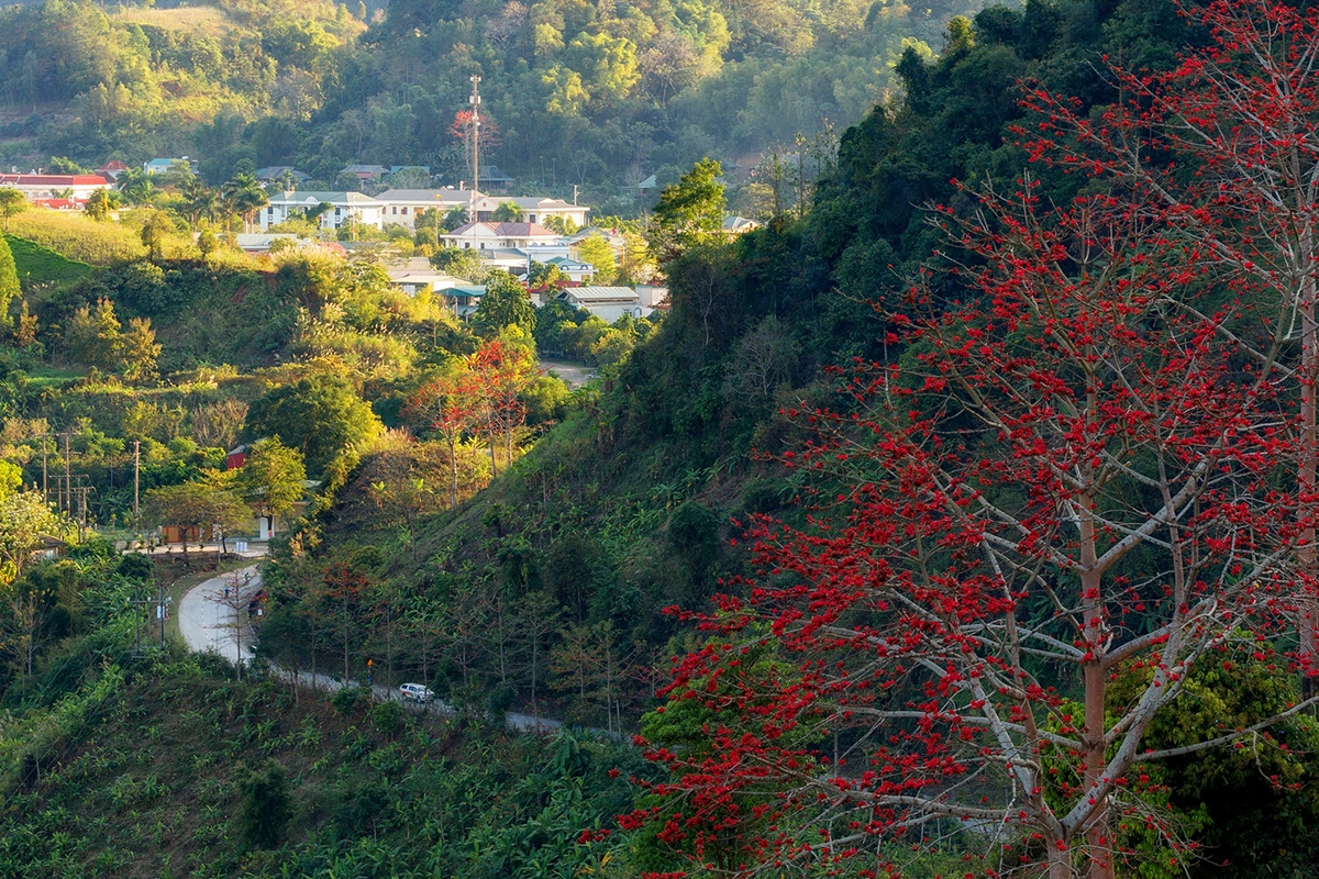 ngam hoa gao bung no do ruc giua nui rung son la hinh anh 12
