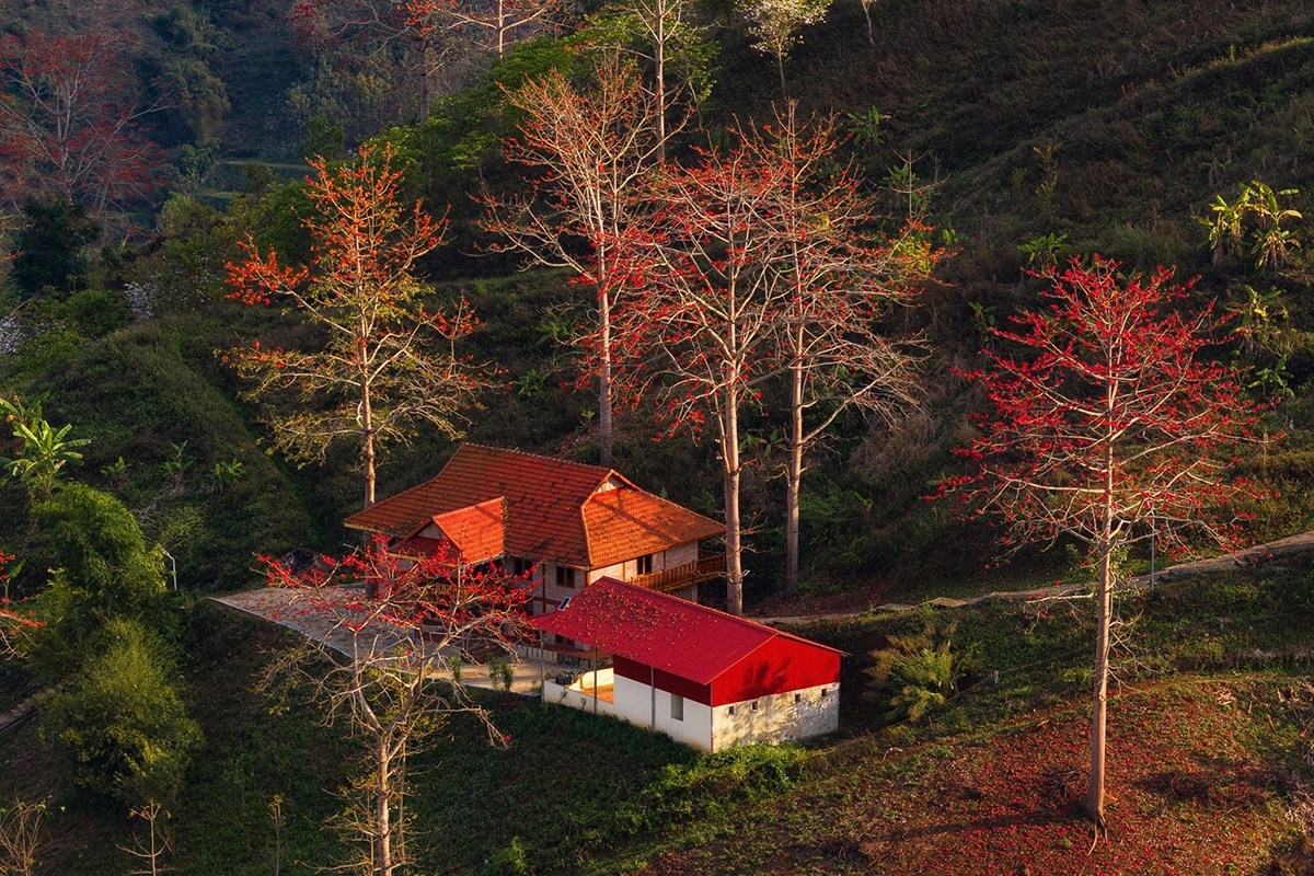 ngam hoa gao bung no do ruc giua nui rung son la hinh anh 3
