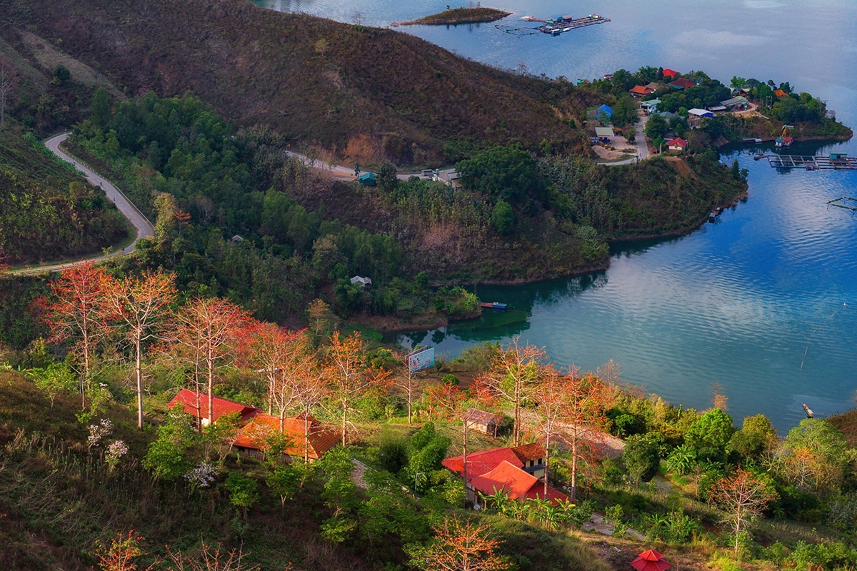 ngam hoa gao bung no do ruc giua nui rung son la hinh anh 8