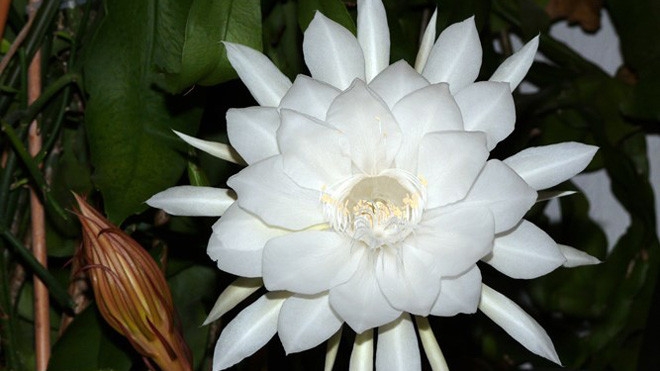 Hoa quỳnh và những tác dụng bất ngờ ít người biết