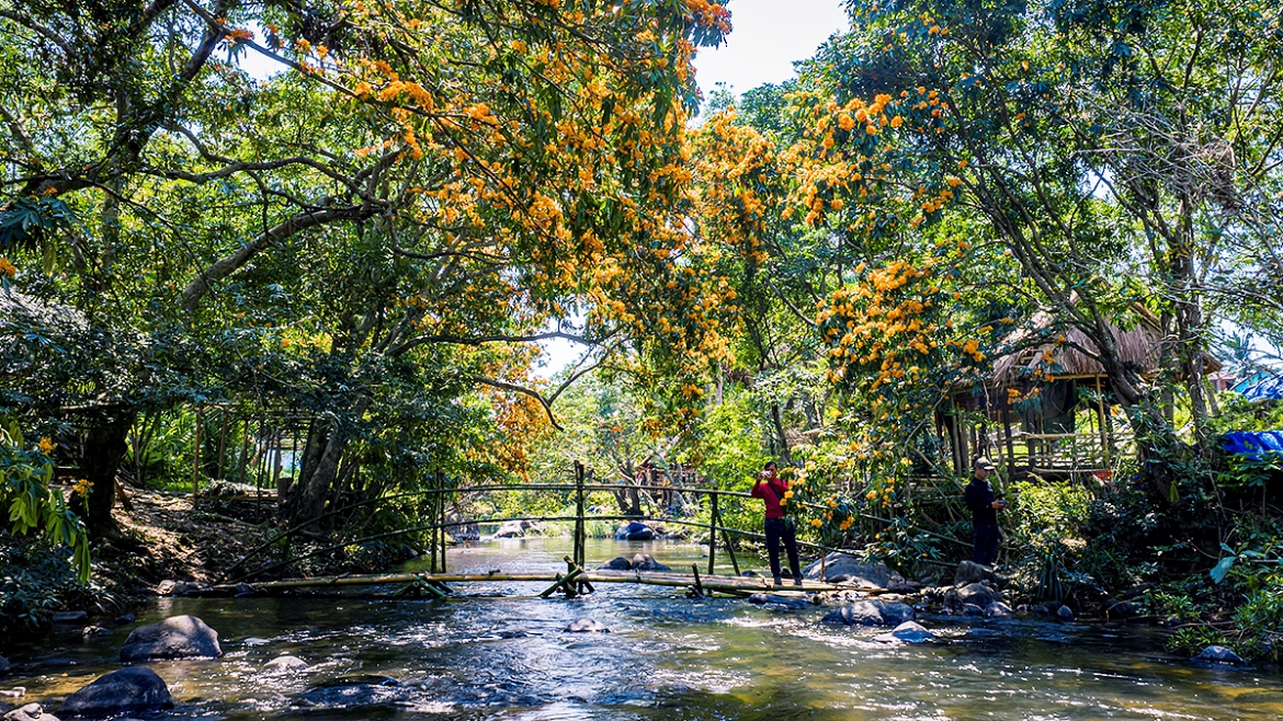 hoa trang rung no ro, nang tho cua dai ngan gia lai thuc giac hinh anh 7