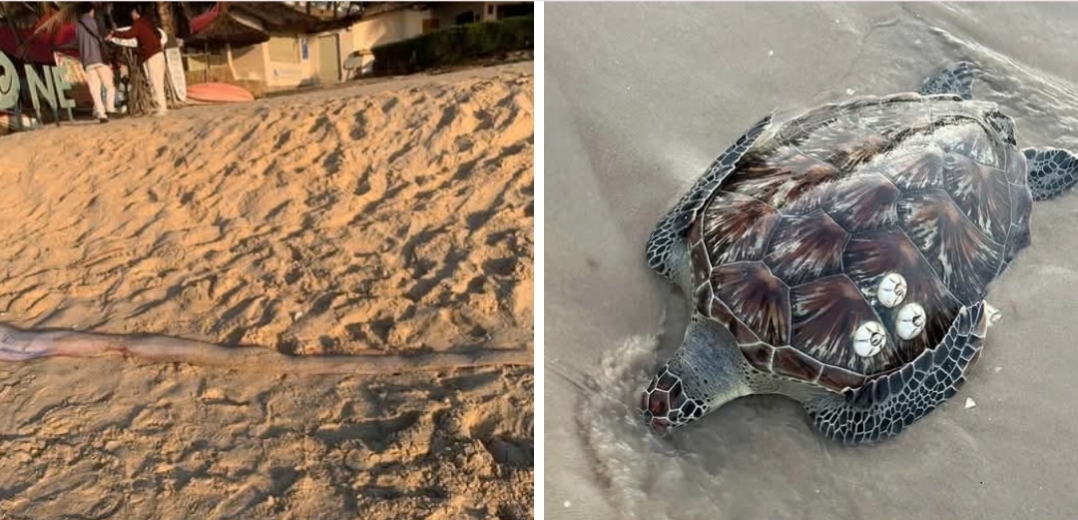 lien tiep cac loai sinh vat quy hiem xuat hien gan bo bien lam Dong hinh anh 1