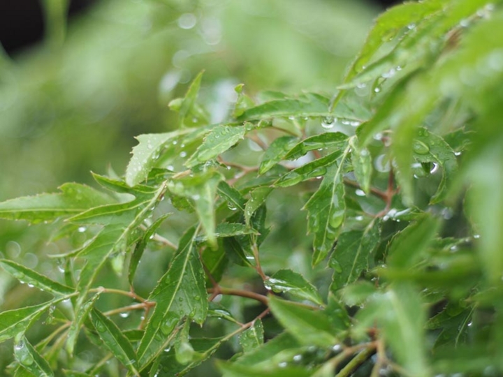 bai thuoc tu cay dinh lang hinh anh 1