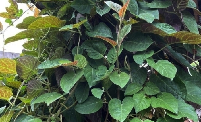 la mo moc dai khap noi, duoc xem la bao boi cho he tieu hoa hinh anh 1