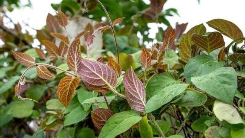 uong nuoc la mo thuong xuyen loi ich hay tac dung nguoc hinh anh 1