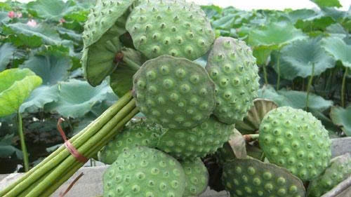 Ít ai biết: Từ lá đến hạt, cây sen đều là “vị thuốc” quý cho sức khỏe