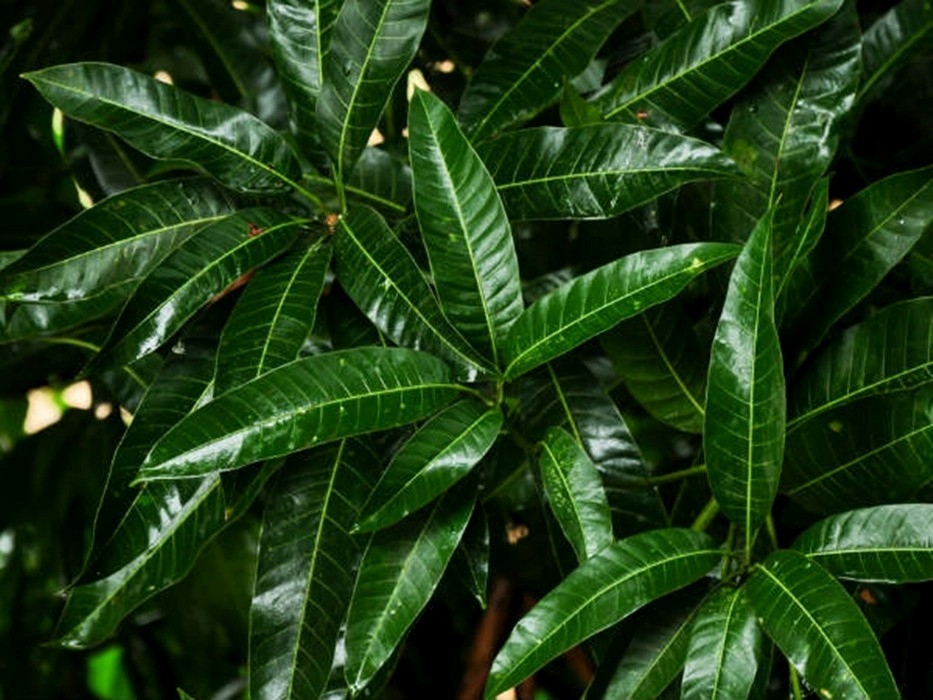 viet nam co san mot loai thao duoc quy nhung hay bi ngo lo vi nghi khong an duoc hinh anh 1