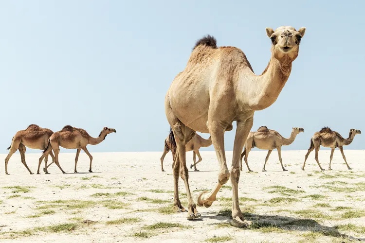 20 chú lạc đà bị loại khỏi cuộc thi sắc đẹp vì gian lận tiêm botox, bơm môi