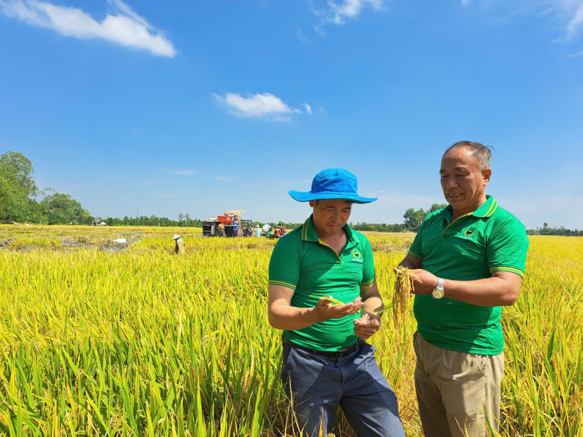 thi truong lua gao chua khoi sac, nong dan va doanh nghiep Dong thap gap kho khan hinh anh 1