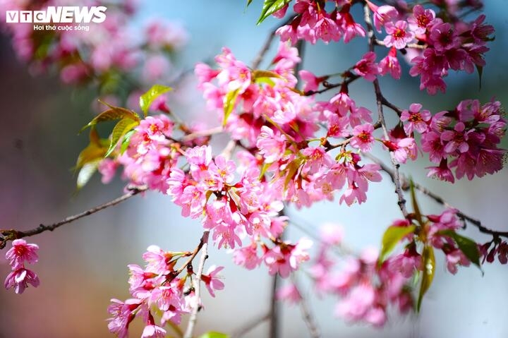 Lịch chi tiết 24 tiết khí năm 2026