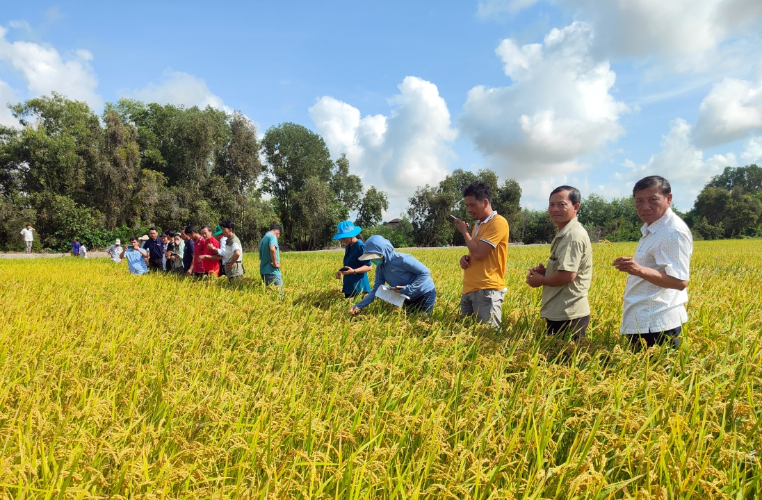 Vietnam - Australia partnership boosts Mekong Delta climate-smart rice farming
