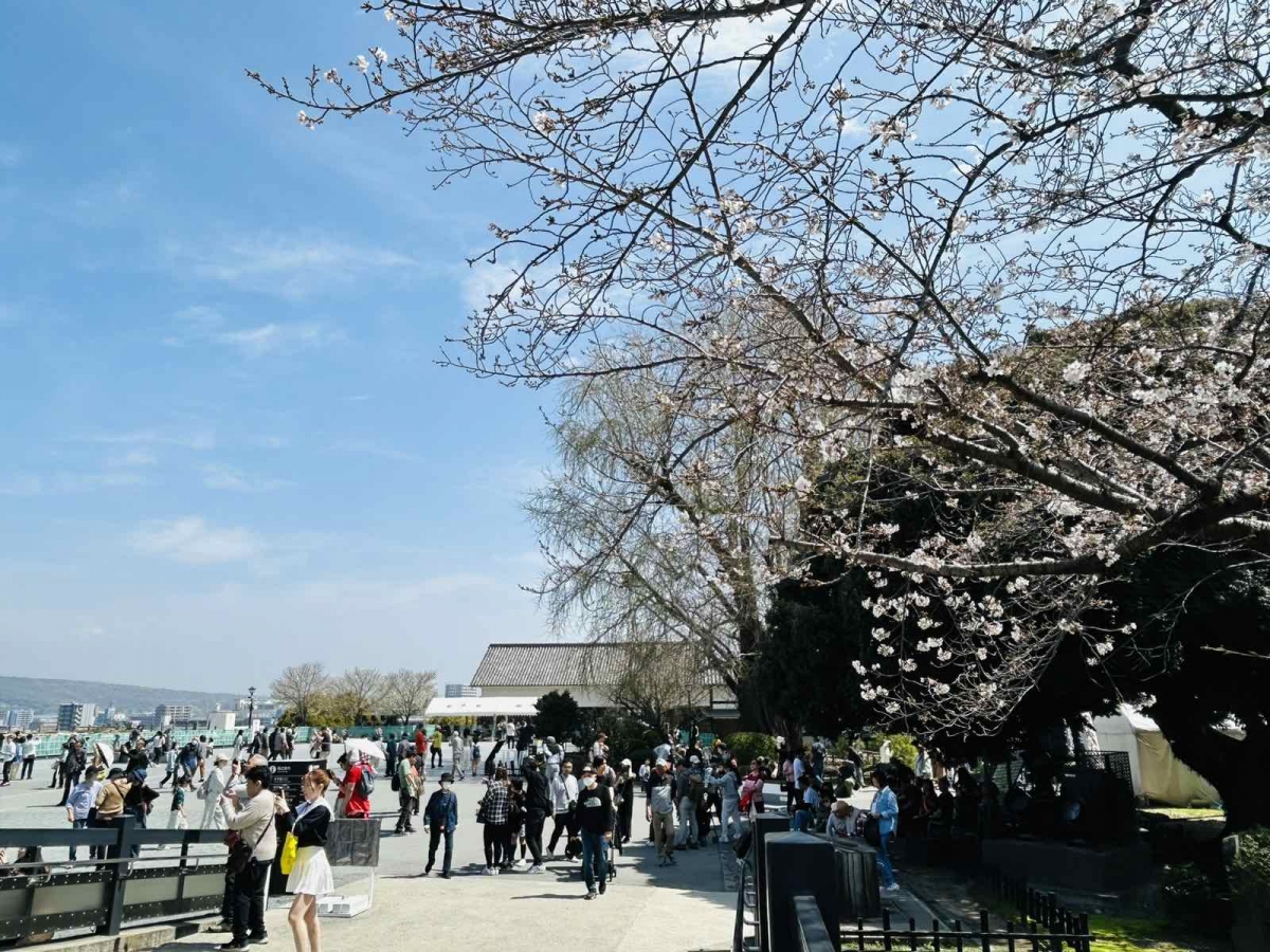 Nhật Bản lộng lẫy và huyền ảo trong mùa hoa anh đào 2026