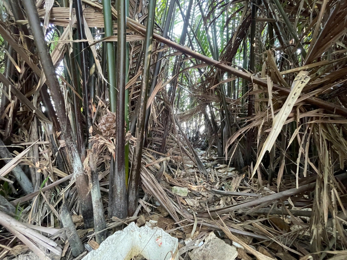 Đồng Tháp: Điều tra thi thể trôi vào bờ sông Cửa Tiểu