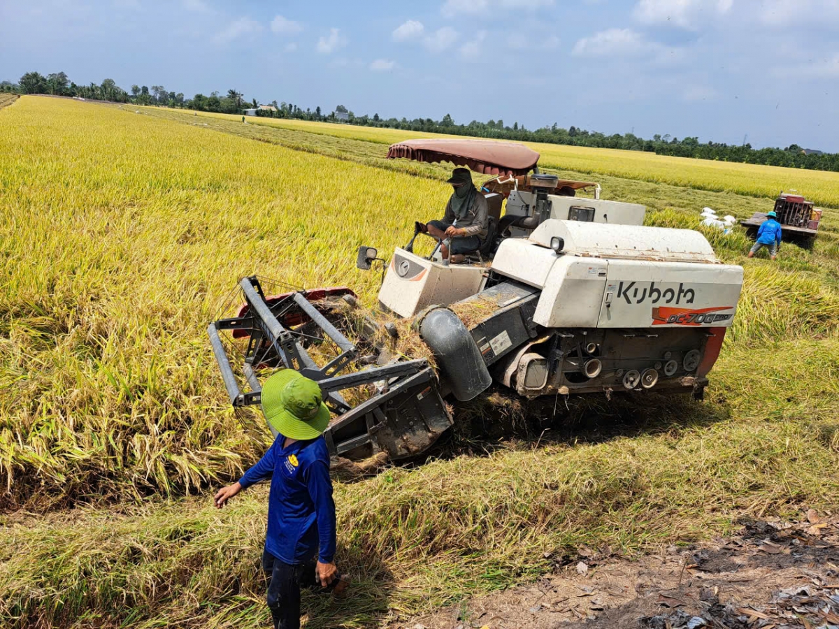 Giá lúa tiếp tục giảm, giá phân bón ở mức cao khiến nông dân Đồng Tháp lo lắng