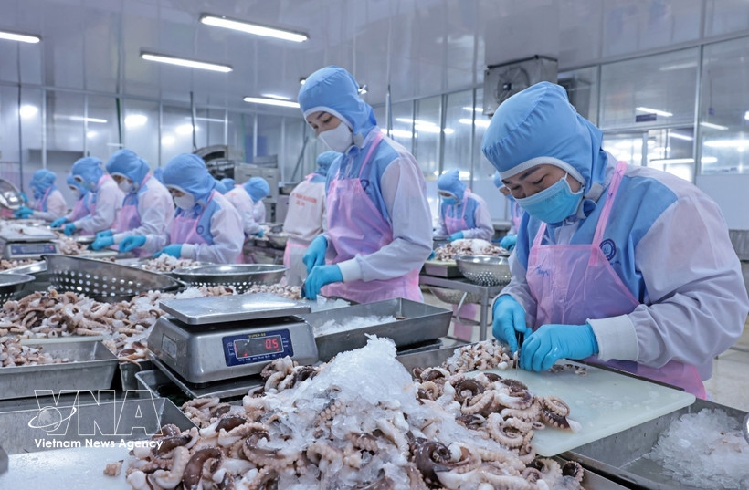 squid, octopus exports pick up early in 2026 picture 1