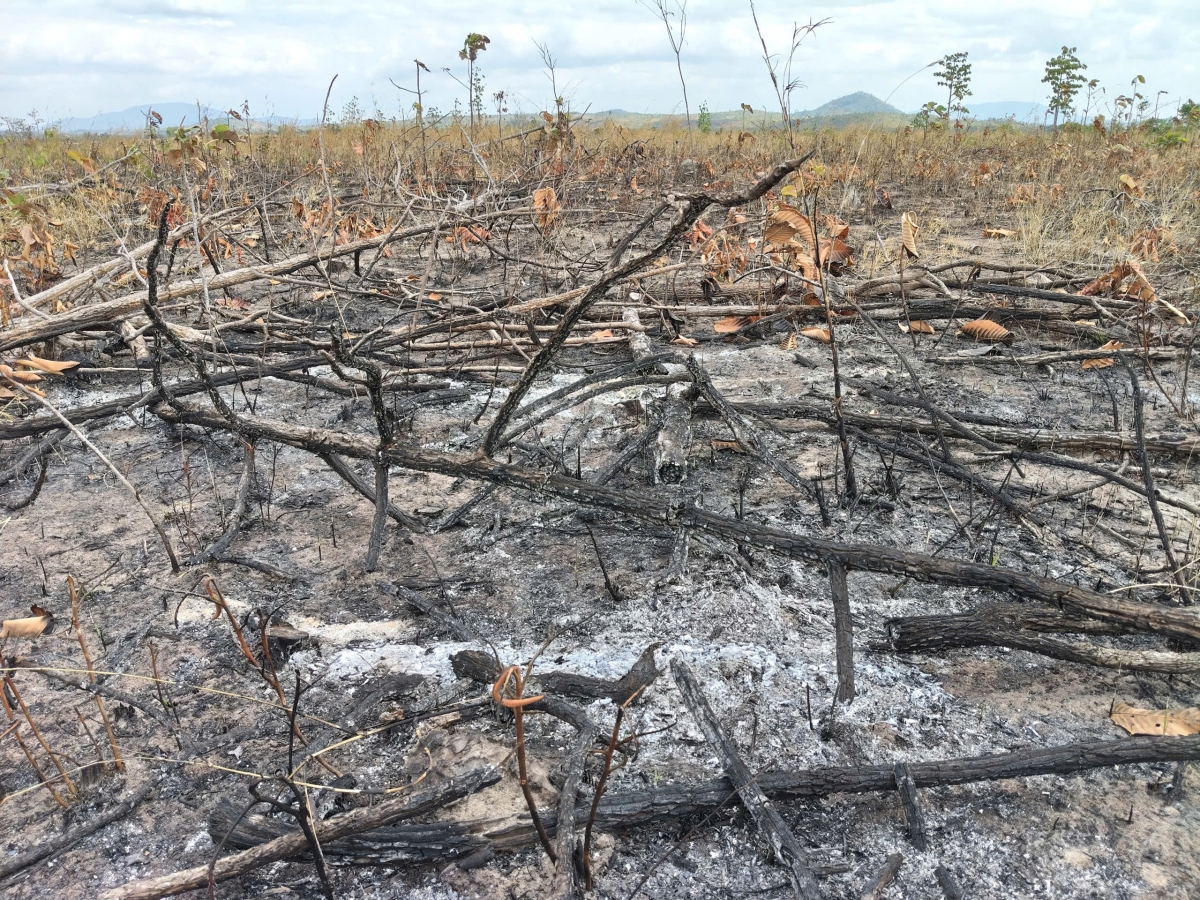 Khởi tố vụ hủy hoại hơn 9 ha rừng ở Gia Lai