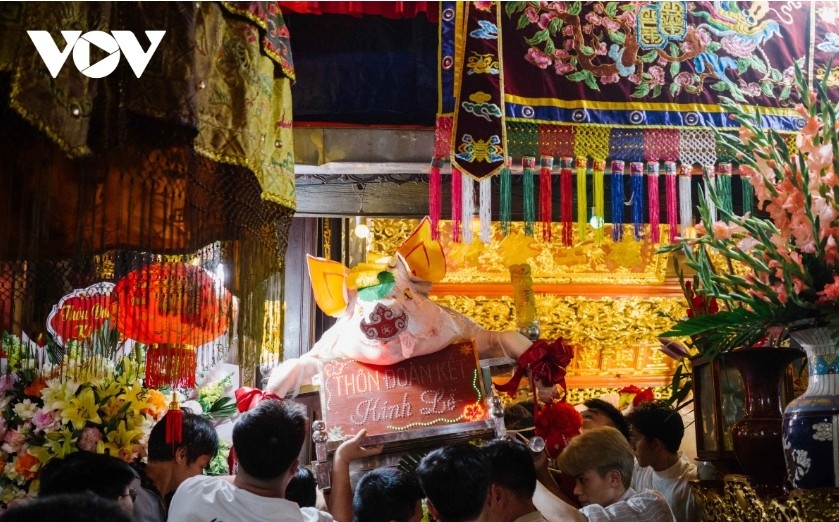 la phu pig procession highlights a unique early spring village ritual picture 3