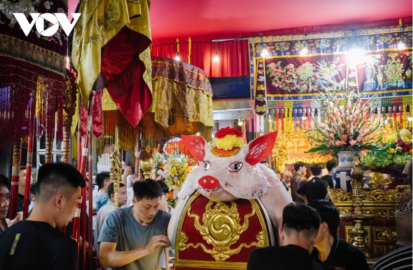 la phu pig procession highlights a unique early spring village ritual picture 2