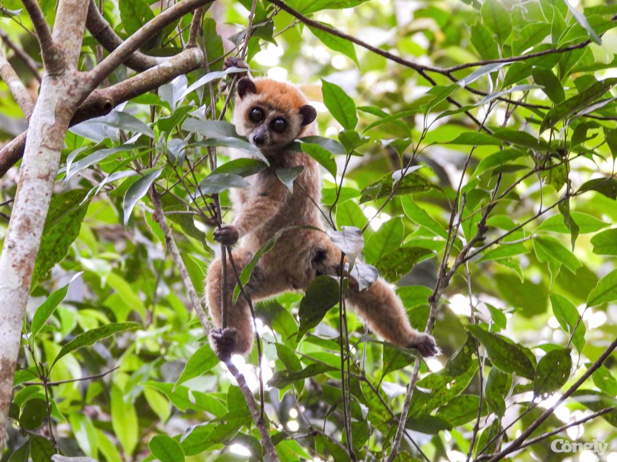 Seventeen endangered wild animals released into Kon Ka Kinh National Park