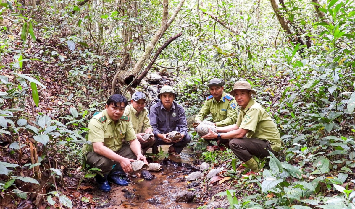 seventeen endangered wild animals released into kon ka kinh national park picture 1