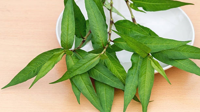 Rau răm có làm “yếu sinh lý” ở đàn ông?