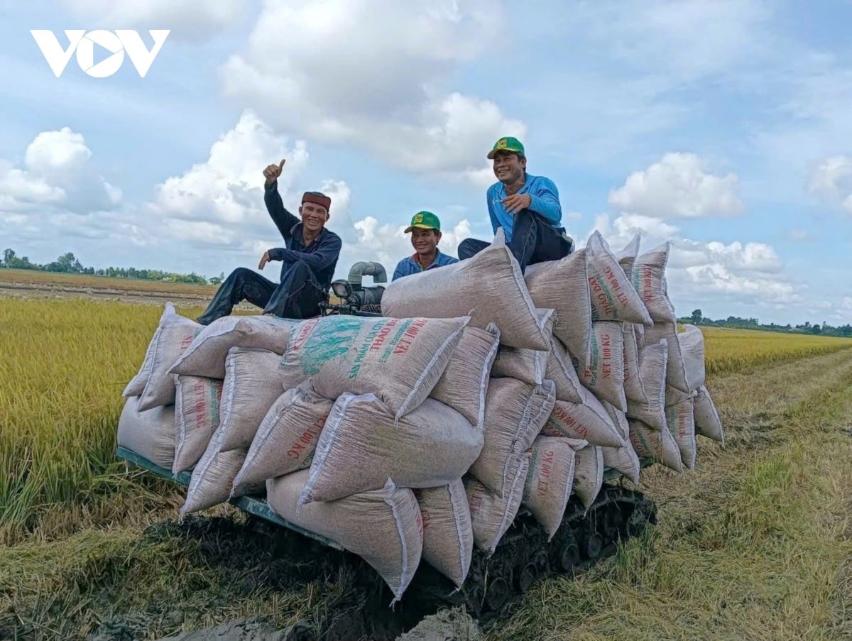 vietnam s rice exports to senegal surge nearly 30-fold picture 1