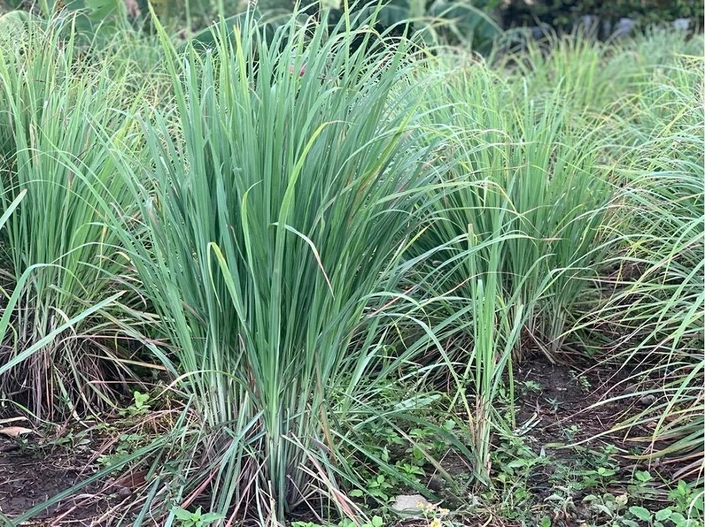 cay thuoc da cong dung chang can cham van moc um tum day vuon, viet nam cuc san hinh anh 1