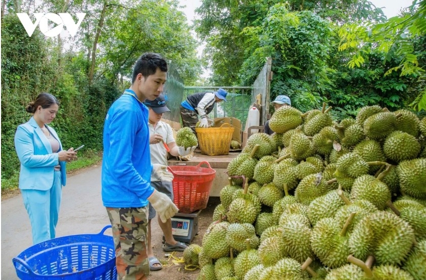 durian traceability standardization in central highlands for sustainable development picture 2