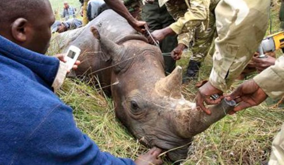 bo ngoai giao viet nam thong tin vu chu Dang khoa bi bat o nam phi hinh anh 1