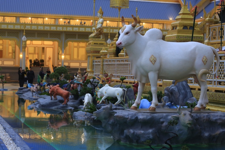 Tại sao người Thái Lan hầu như không ăn thịt bò?