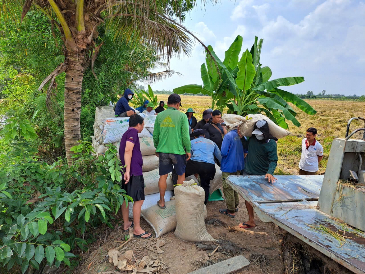 thi truong lua gao chua khoi sac, nong dan va doanh nghiep Dong thap gap kho khan hinh anh 3