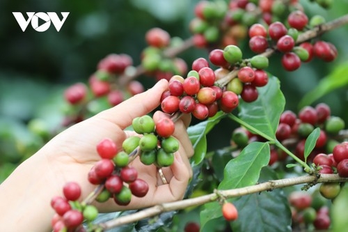 Giá cà phê hôm nay 1/4: Giá cà phê thế giới đảo chiều tăng